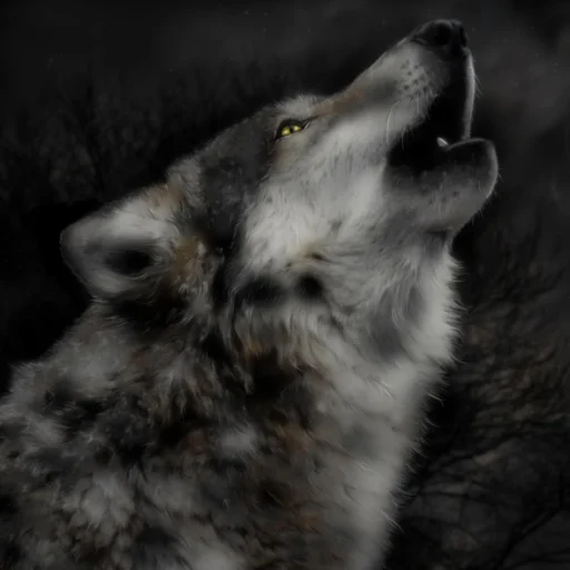 Angua CP :drgn_flag_disabled: