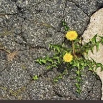 BegoniaArizona