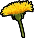 dandelion